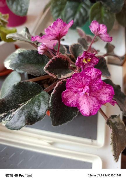 Aprilie 2025 - BUCKEYE CHERRY TOPPING