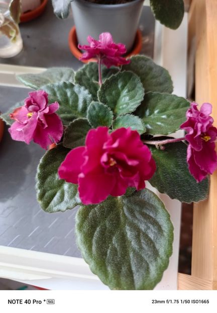 Aprilie 2025 - TOMAHAWK