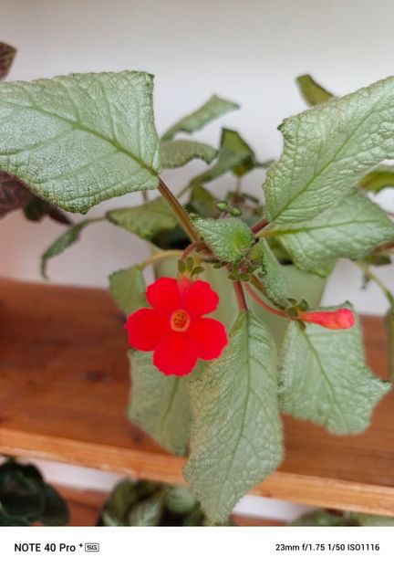 Aprilie 2025 - NIKA SEREBRISKAIA