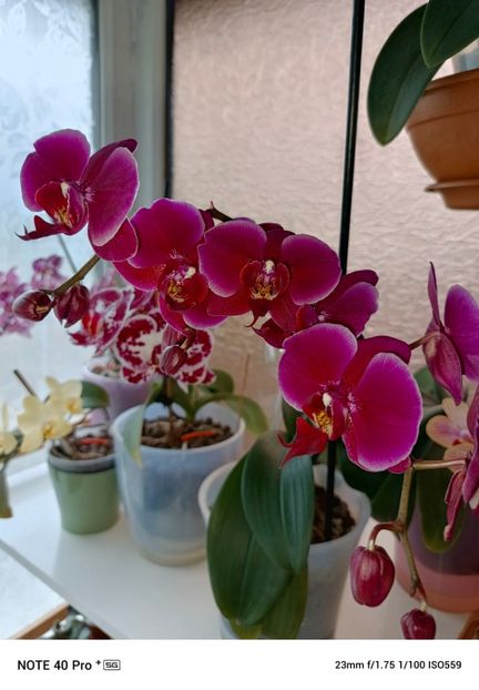 - Orhidee 2025