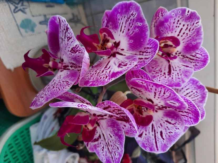  - Orhidee 2025