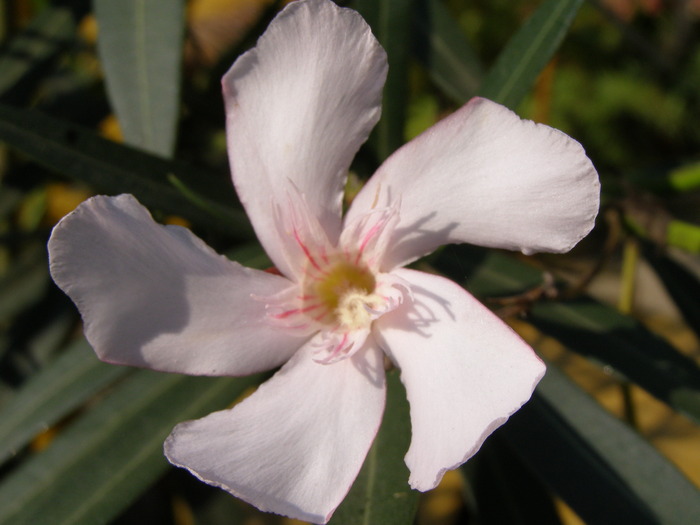 P4210294