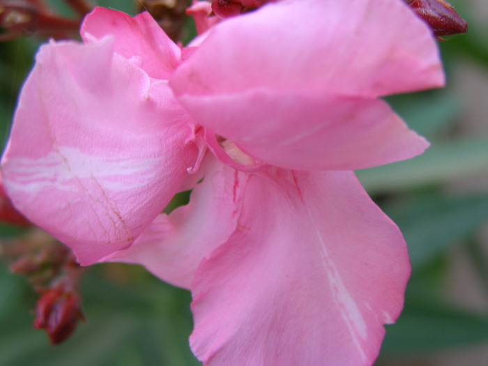 P4210295