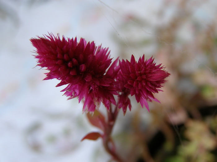 P4210382