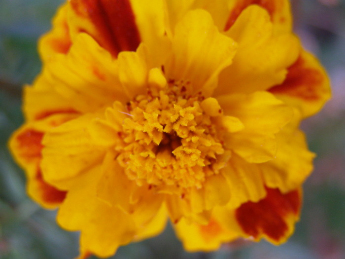 P4210385