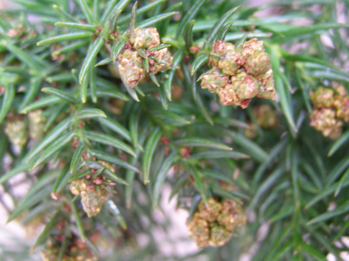 P4210563
