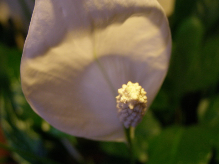 P4211052