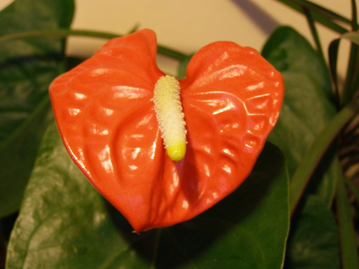 P4211053