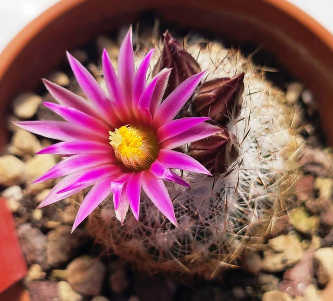 Gymnocactus beguinii - Gymnocactus beguinii -Turbinicarpus beguinii- PAN324