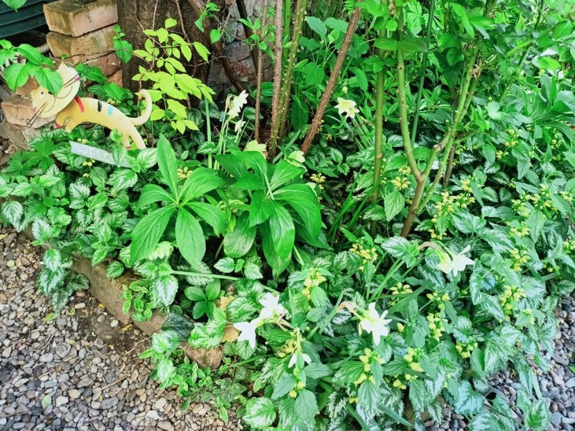  - Grădina 2025 continuare 1