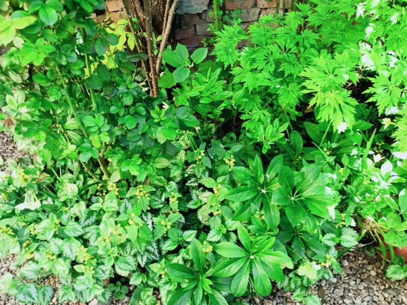  - Grădina 2025 continuare 1