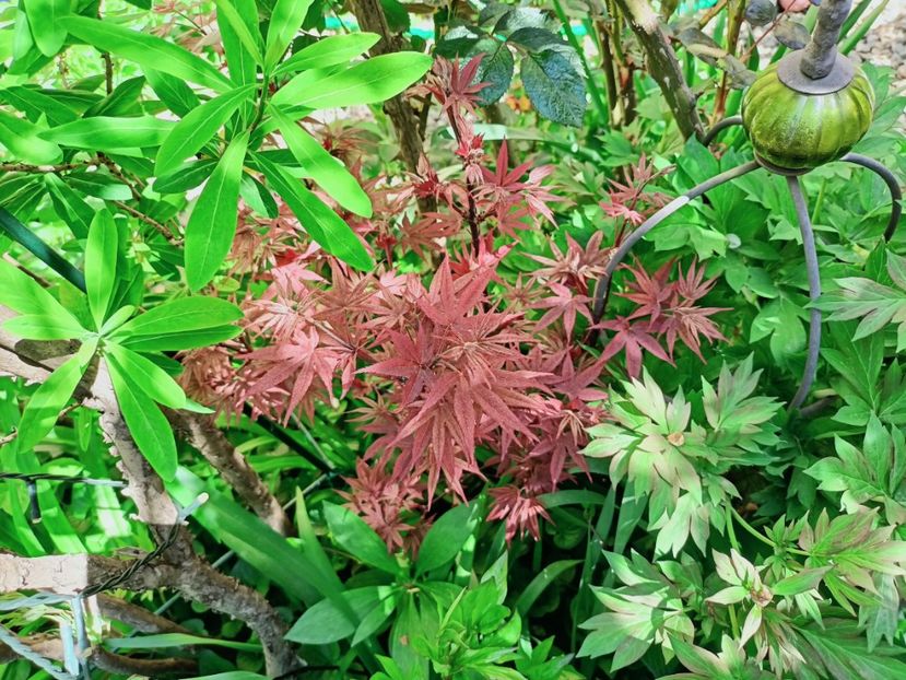 Twomblys Red Sentinel - Grădina 2025 continuare 1