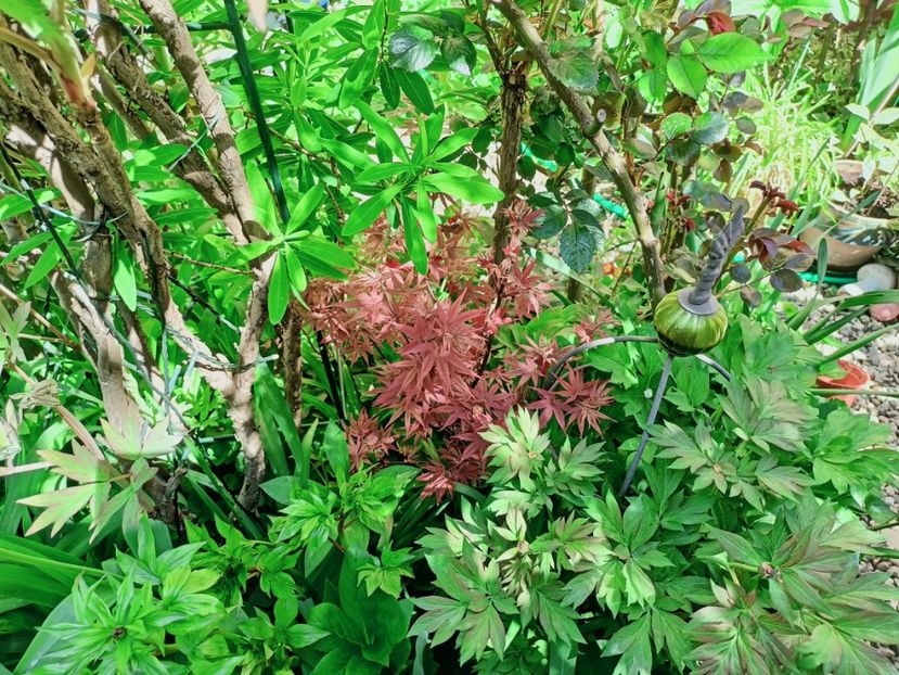  - Grădina 2025 continuare 1