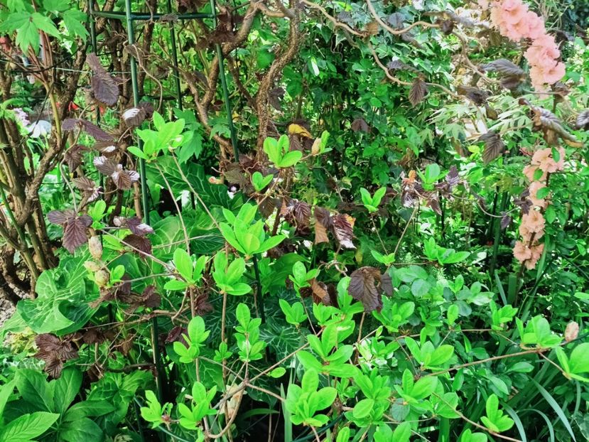  - Grădina 2025 continuare 1