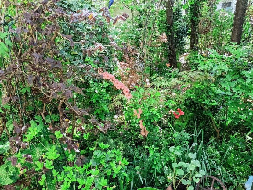  - Grădina 2025 continuare 1