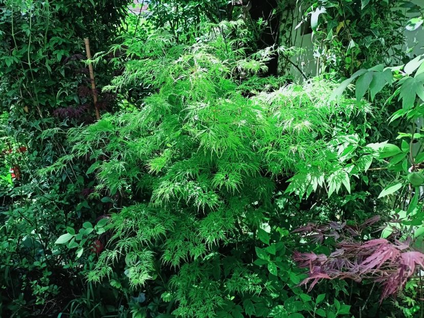 Seiryu - Grădina 2025 continuare 1