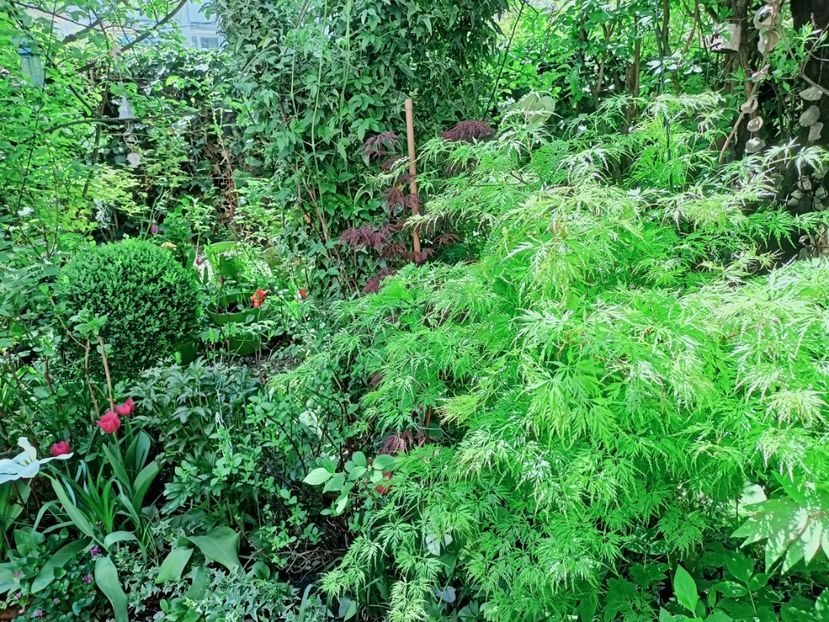  - Grădina 2025 continuare 1