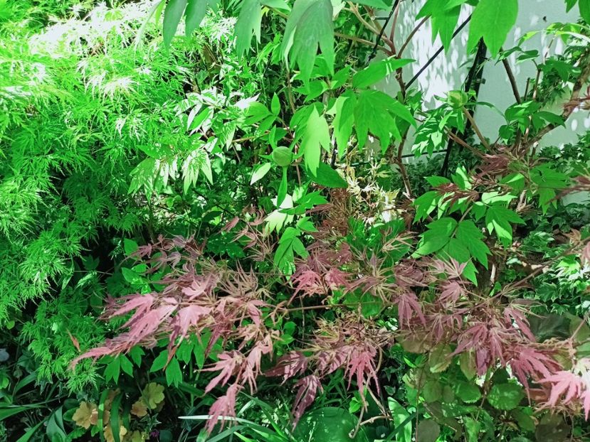  - Grădina 2025 continuare 1