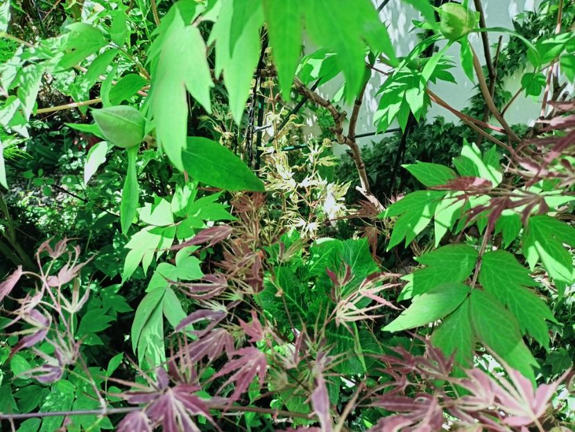  - Grădina 2025 continuare 1