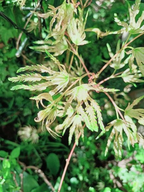 Peve Multicolor - Grădina 2025 continuare 1