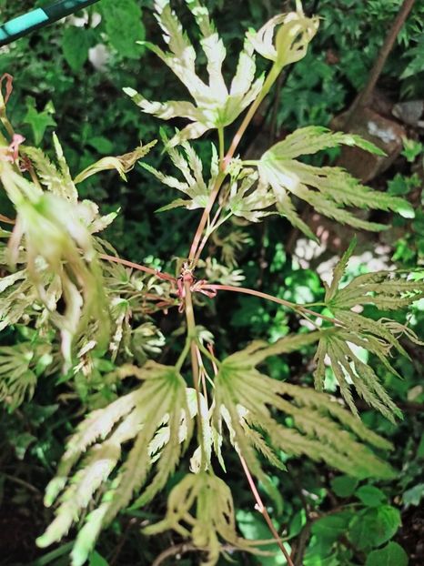  - Grădina 2025 continuare 1