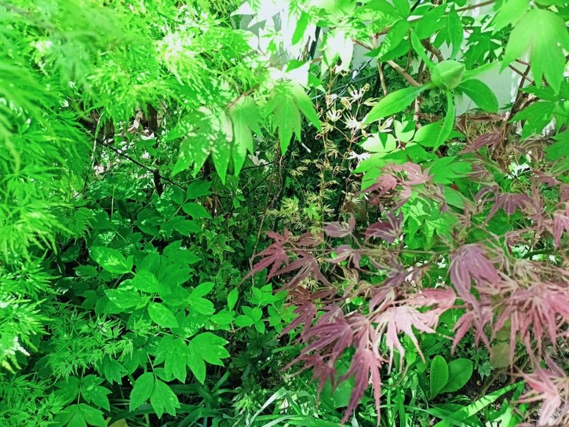  - Grădina 2025 continuare 1