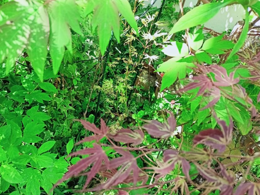  - Grădina 2025 continuare 1