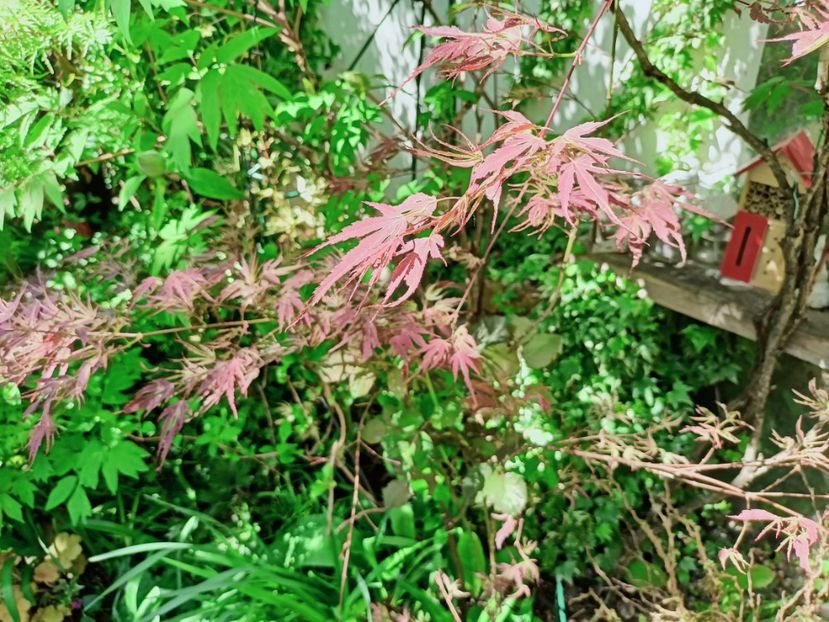  - Grădina 2025 continuare 1