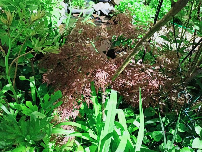 Orangeola - Grădina 2025 continuare 1