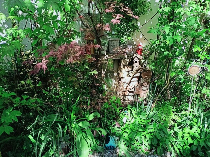  - Grădina 2025 continuare 1