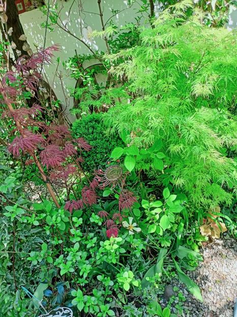 Firecracker și Seiryu - Grădina 2025 continuare 1