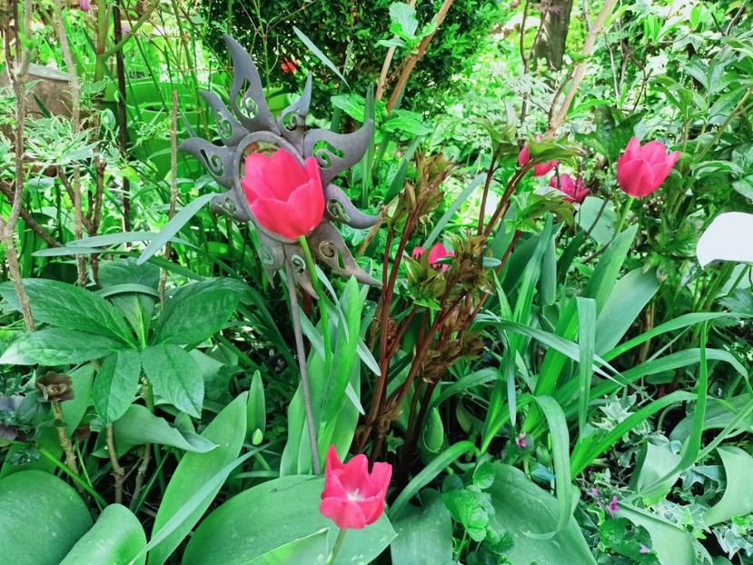  - Grădina 2025 continuare 1