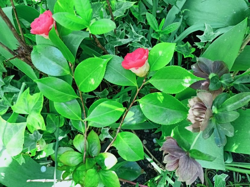  - Grădina 2025 continuare 1