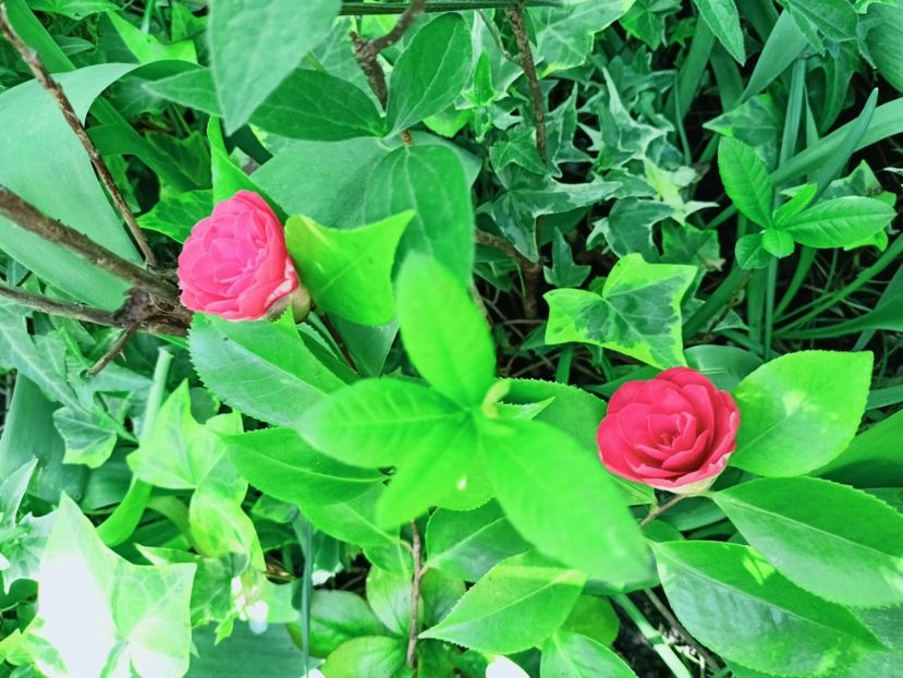  - Grădina 2025 continuare 1