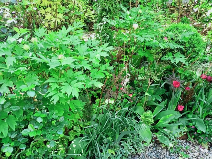  - Grădina 2025 continuare 1