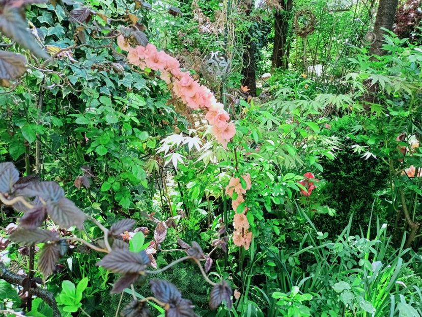  - Grădina 2025 continuare 1