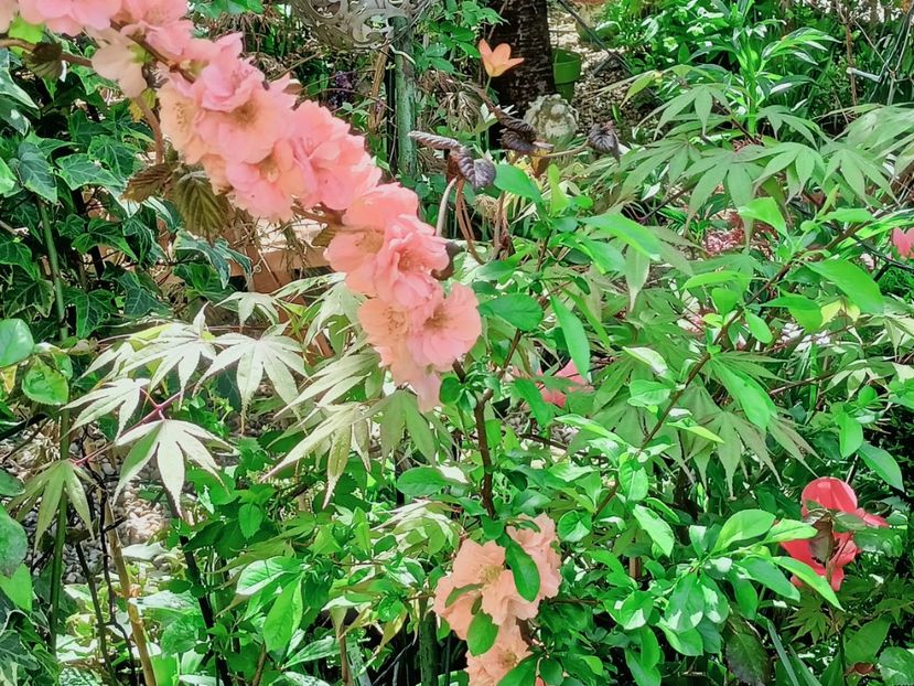 Cameo și arțar Osakazuki - Grădina 2025 continuare 1