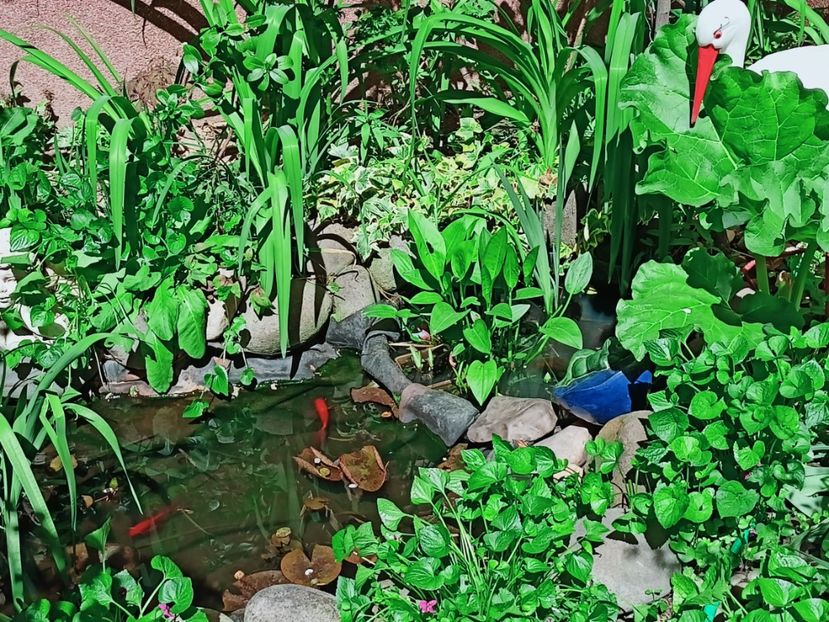  - Grădina 2025 continuare 1