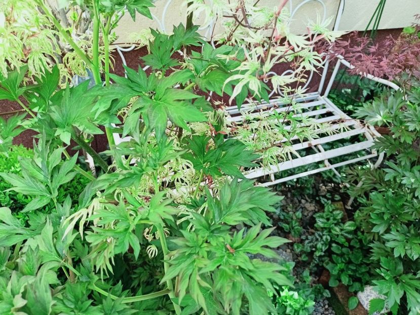 Ukigumo - Grădina 2025 continuare 1