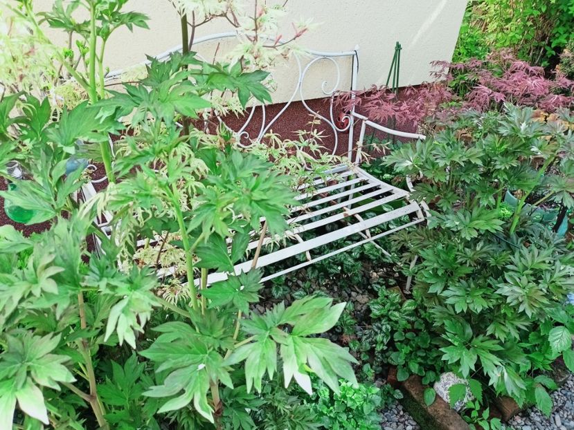  - Grădina 2025 continuare 1