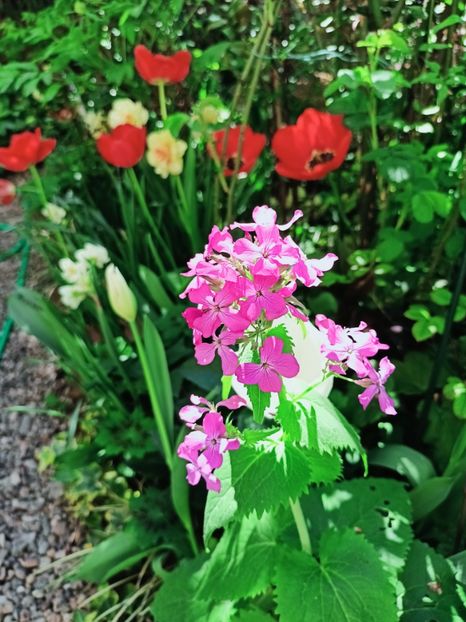  - Grădina 2025 continuare 1