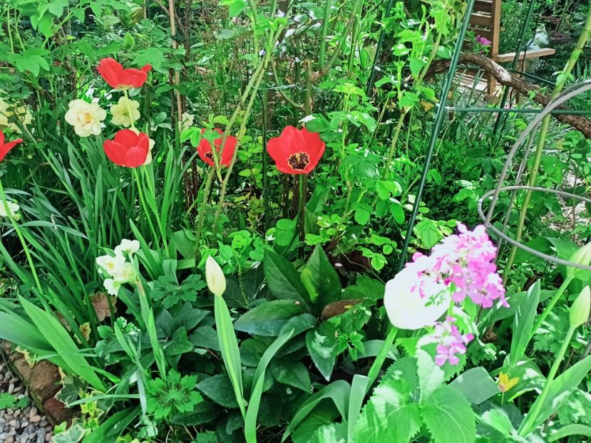  - Grădina 2025 continuare 1