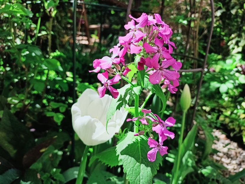  - Grădina 2025 continuare 1