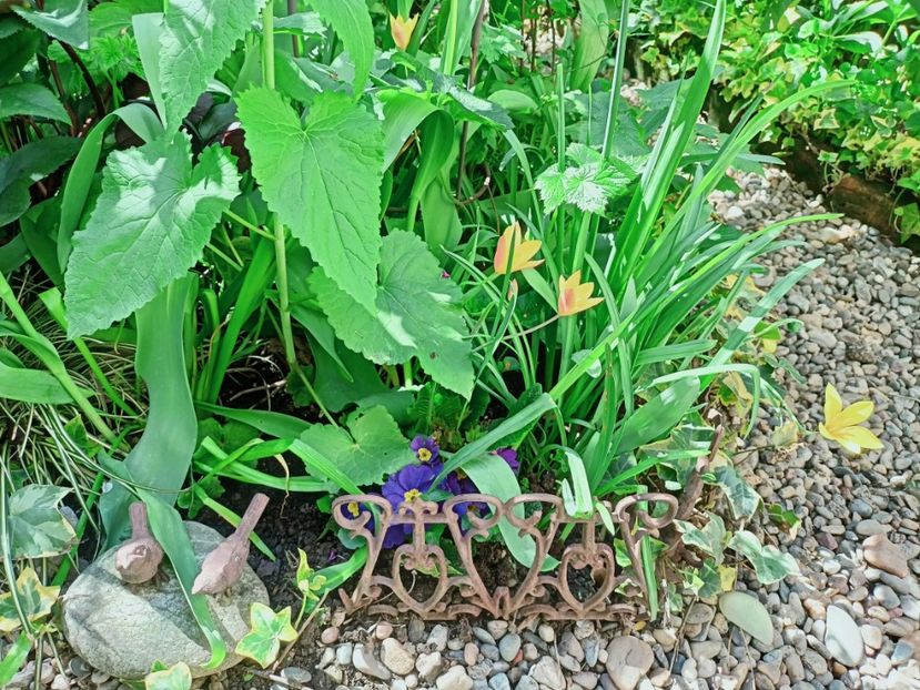  - Grădina 2025 continuare 1