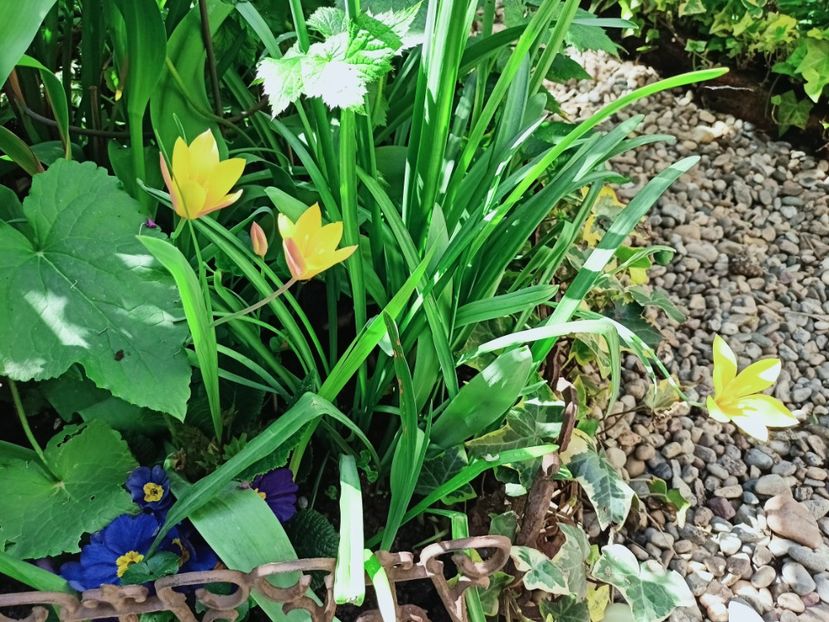  - Grădina 2025 continuare 1