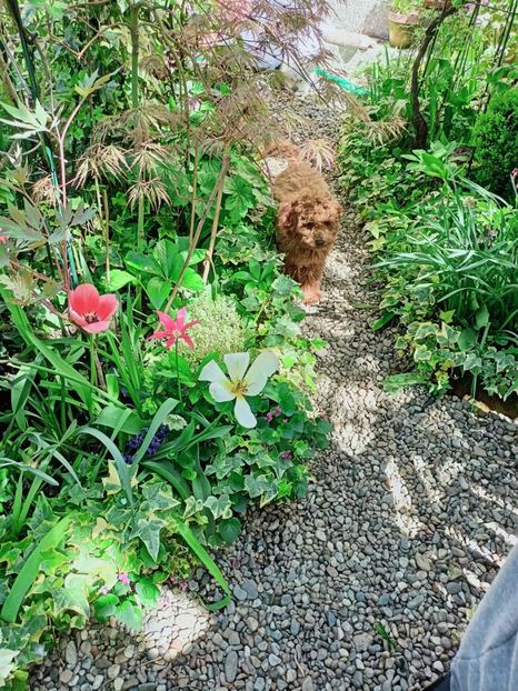  - Grădina 2025 continuare 1