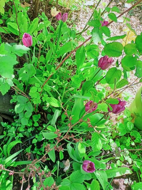  - Grădina 2025 continuare 1