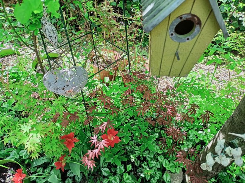  - Grădina 2025 continuare 1