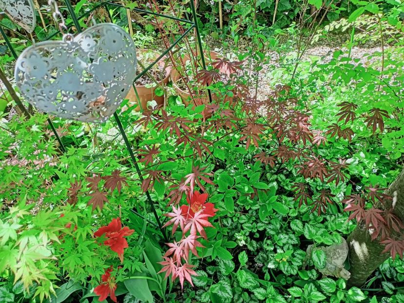  - Grădina 2025 continuare 1