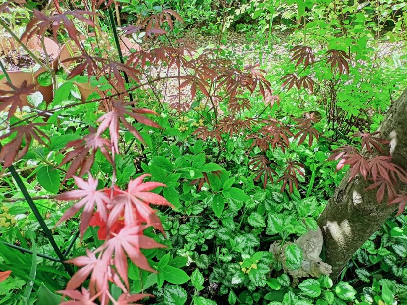  - Grădina 2025 continuare 1